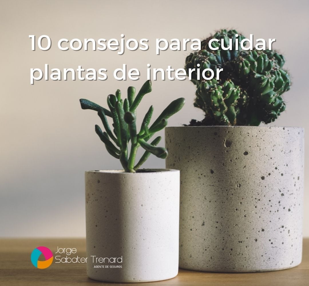 10 consejos para cuidar plantas de interior